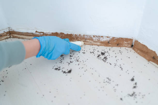 Best Termite Control Services  in Wahoo, NE